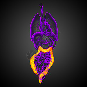 人类消化系统 大肠膀胱胰腺胆囊器官解剖学医疗痛苦腹痛冒号背景图片