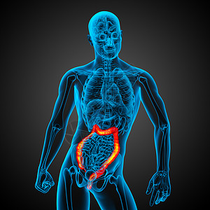 人类消化系统 大肠腹痛膀胱医疗器官胰腺解剖学冒号胆囊痛苦背景图片