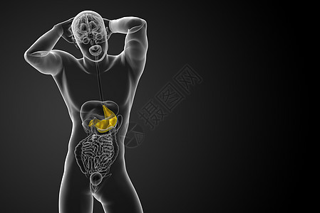 3d为胃部的医学插图医疗器官解剖学腹部图片