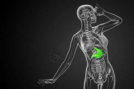 3d为胃部的医学插图解剖学器官腹部医疗背景图片