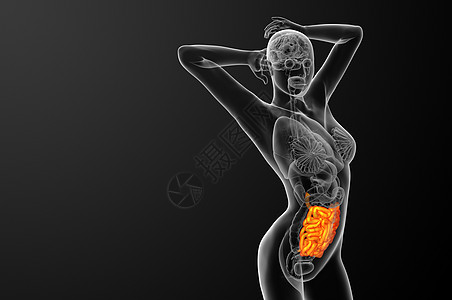 3d 表示小肠子的插图胸部腹部医疗冒号器官解剖学图片