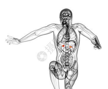 3d 提供脾脏的医学插图健康病人器官生物学诊断医疗药品解剖学x光图片