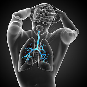 3D医学插图 说明男性小菜花身体健康器官气管紫色科学裂片生理支气管医疗图片