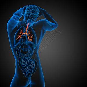 3D医学插图 说明男性小菜花生理裂片紫色器官身体气管医疗科学健康支气管背景图片