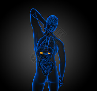 3d 提供脾脏的医学插图生物学x光诊断药品解剖学健康病人医疗器官图片