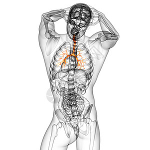 3D医学插图 说明男性小菜花紫色裂片科学气管器官生理支气管健康身体医疗背景图片