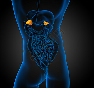 3d 提供脾脏的医学插图解剖学医疗病人药品健康诊断器官x光生物学图片