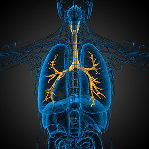 3D医学插图 说明男性小菜花裂片气管科学医疗健康紫色支气管生理器官身体图片