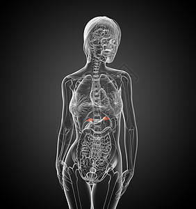 3d 提供脾脏的医学插图药品医疗健康诊断器官解剖学生物学病人x光图片