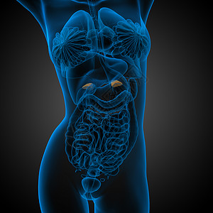 3d 提供脾脏的医学插图诊断病人解剖学医疗健康x光药品器官生物学图片