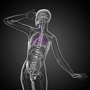 3D医学插图 说明男性小菜花生理健康紫色支气管器官气管医疗裂片身体科学图片