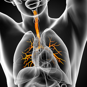 3D医学插图 说明男性小菜花器官紫色健康气管生理科学身体医疗支气管裂片图片
