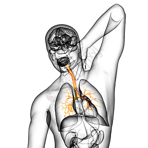 3D医学插图 说明男性小菜花支气管紫色身体健康生理医疗器官裂片科学气管图片