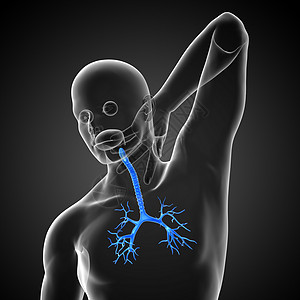 3D医学插图 说明男性小菜花裂片支气管器官紫色气管身体医疗科学健康生理图片