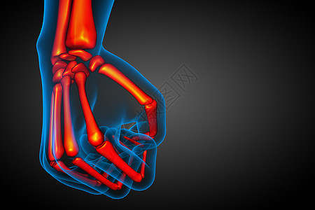3d为手骨的医学插图骨头骨科颅骨x光耐力关节医疗骨骼治疗解剖学图片