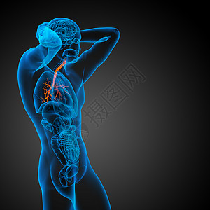 3D医学插图 说明男性小菜花紫色身体科学医疗生理支气管裂片器官气管健康图片