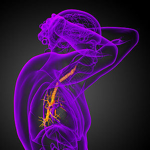 3D医学插图 说明男性小菜花科学器官气管健康裂片身体生理医疗紫色支气管图片