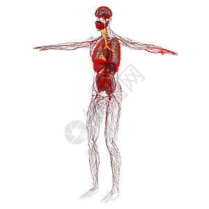 3D医学插图 说明男性小菜花气管支气管器官身体科学生理健康紫色医疗裂片图片