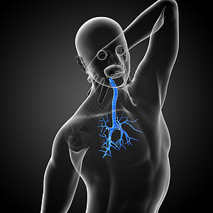 3D医学插图 说明男性小菜花健康身体器官科学支气管生理气管紫色医疗裂片图片