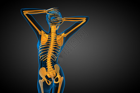 3d为骨骼的医学插图膝盖治疗解剖学耐力x光骨头医疗颅骨骨科关节图片
