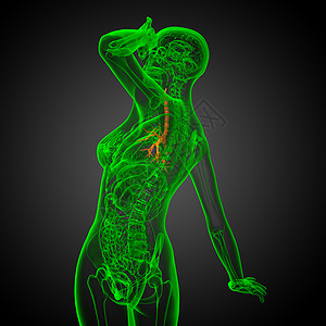 3D医学插图 说明男性小菜花身体支气管科学裂片生理健康气管紫色医疗器官图片