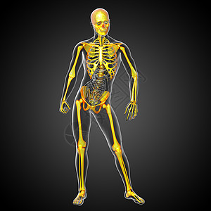 脊柱医疗3d为骨骼的医学插图颅骨骨头治疗膝盖耐力解剖学x光骨科关节医疗背景