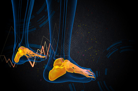 3d为足骨的医学插图灰色医疗胫骨脚趾骨骼腓骨骨头图片