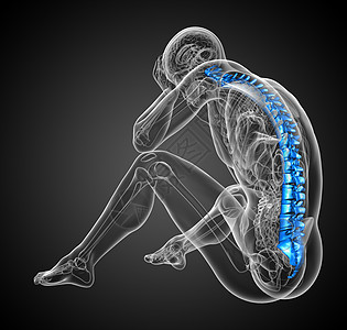 3d为人体脊椎的医学插图腰椎胸椎骨头椎骨生物学脊柱骨干颈椎病医疗骶骨图片