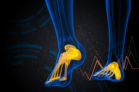 3d为足骨的医学插图医疗灰色腓骨骨头骨骼胫骨脚趾图片