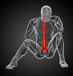 3d为人体脊椎的医学插图骨头胸椎骨干椎骨解剖学医疗颈椎病骶骨生物学背痛图片