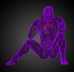 3D医学插图 说明男性小菜花支气管胸部呼吸器官医疗图片