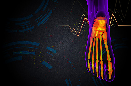 3d为足骨的医学插图胫骨灰色骨骼医疗脚趾骨头腓骨图片