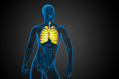 3d 演示了再呼吸系统气道胸部解剖学橙子身体男性生物学背景图片