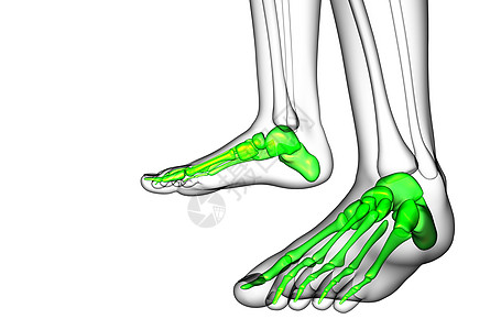 3d为足骨的医学插图医疗脚趾胫骨骨骼腓骨骨头灰色图片