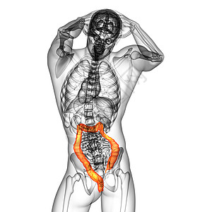 人类消化系统 大肠疼痛胰腺医疗解剖学冒号胆囊器官膀胱图片