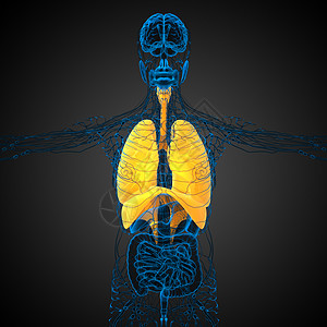 3d 演示了再呼吸系统橙子气道生物学解剖学男性身体胸部背景图片