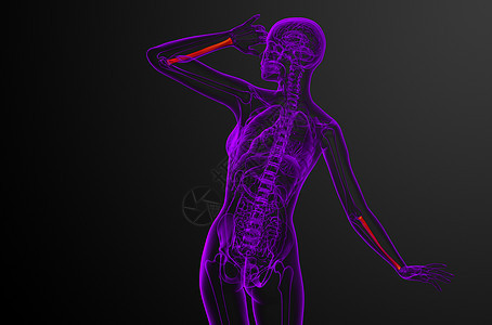 3d 提供半径骨的医学图解解剖学骨骼科学医疗肱骨药品手臂背景图片