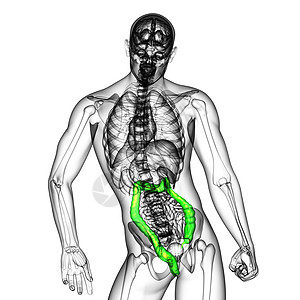 人类消化系统 大肠冒号器官疼痛胰腺医疗胆囊膀胱解剖学背景图片