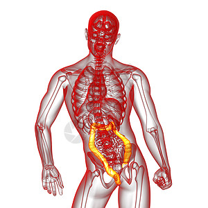 人类消化系统 大肠胆囊冒号解剖学器官胰腺疼痛医疗膀胱背景图片