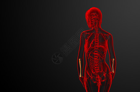 3d 提供半径骨的医学图解骨骼手臂肱骨药品医疗科学解剖学背景图片