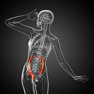 人类消化系统 大肠疼痛医疗器官膀胱胆囊解剖学胰腺冒号背景图片