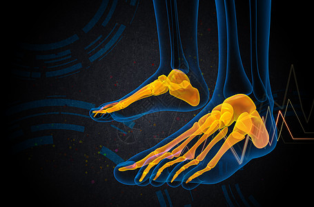 3d为足骨的医学插图骨头脚趾胫骨灰色骨骼腓骨医疗图片