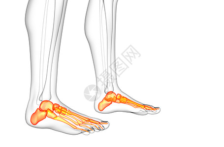 3d为足骨的医学插图脚趾腓骨医疗骨骼胫骨灰色骨头图片