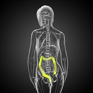 人类消化系统 大肠胰腺器官冒号膀胱胆囊解剖学医疗疼痛背景图片
