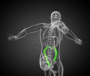 人类消化系统 大肠膀胱胆囊解剖学疼痛器官冒号胰腺医疗背景图片