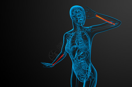 3d 提供半径骨的医学图解肱骨科学骨骼医疗药品解剖学手臂背景图片