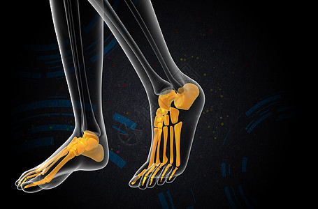 3d为足骨的医学插图腓骨骨头脚趾灰色胫骨骨骼医疗图片
