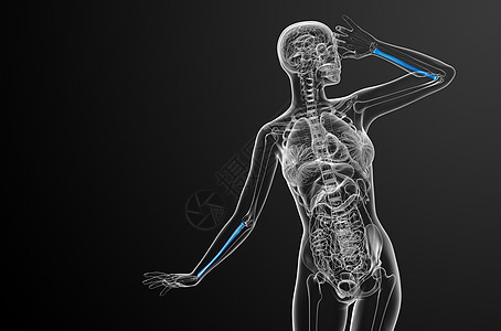 3d 提供半径骨的医学图解解剖学骨骼手臂肱骨科学医疗药品背景图片