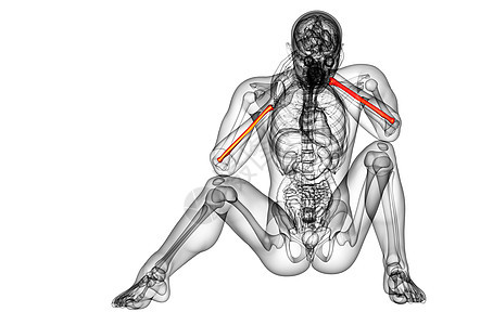 3d 提供半径骨的医学图解医疗药品科学骨骼肱骨解剖学手臂背景图片