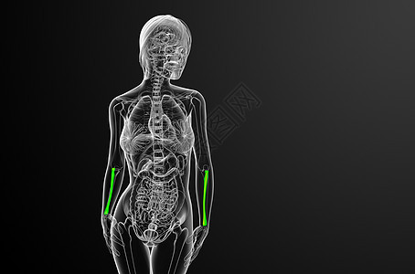 3d 提供半径骨的医学图解药品解剖学肱骨科学手臂医疗骨骼背景图片